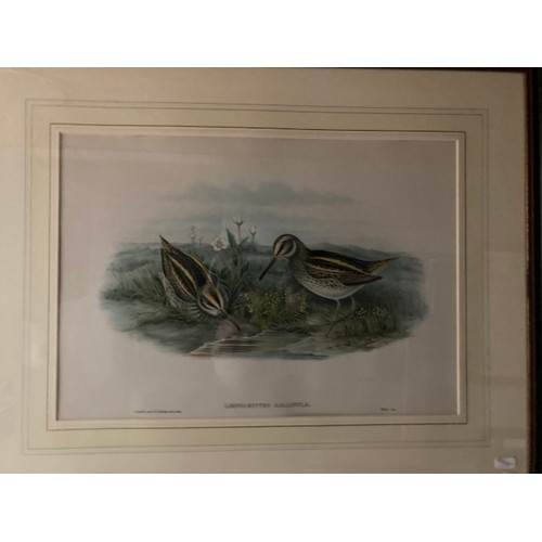 277 - 4 framed 'The Birds of Great Britain' by John Gould & H.C. Richter prints 56x70cm