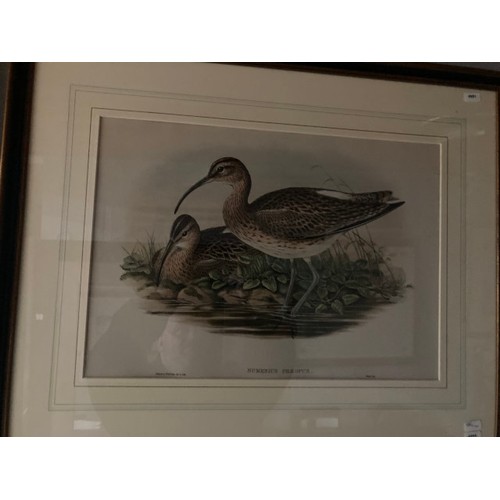 277 - 4 framed 'The Birds of Great Britain' by John Gould & H.C. Richter prints 56x70cm