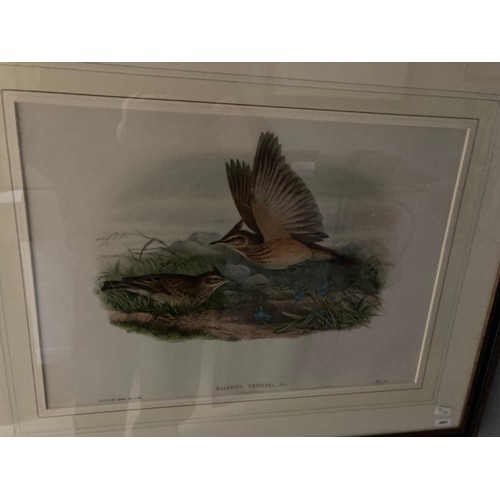 277 - 4 framed 'The Birds of Great Britain' by John Gould & H.C. Richter prints 56x70cm