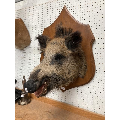 382 - Mounted taxidermy wild Boar (54W 76H 47D cm)