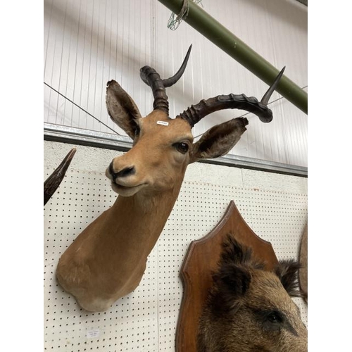 383 - Wall mounted taxidermy Impala (30W 88H 46D cm)