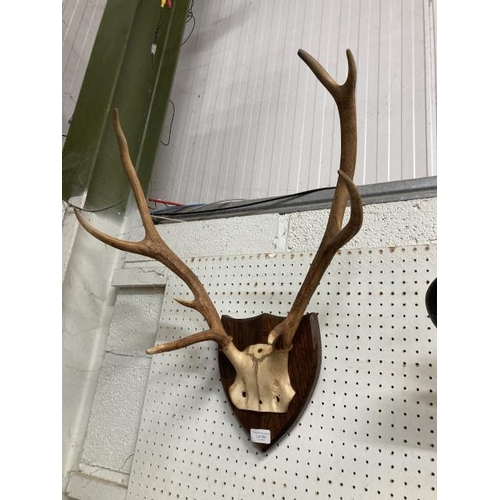 393 - Mounted Stag antlers (47W 56H cm)