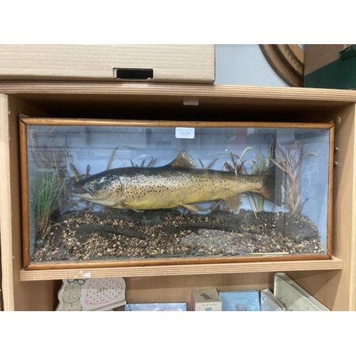 210 - Cased Taxidermy brown trout 64W 29H 16D