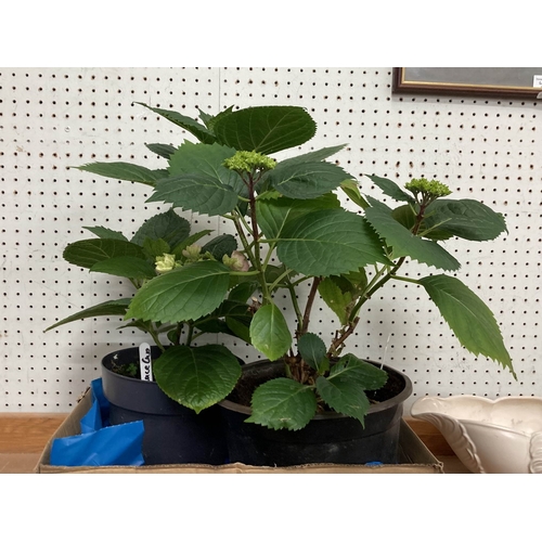 413 - 2 Hydrangeas (light pink & lace cup)