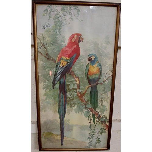 498 - Pair Peacock + Parrot Pictures Gilt Framed