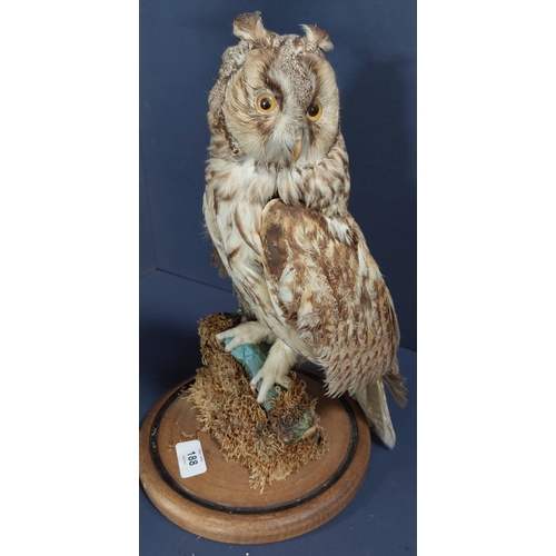 188 - Taxidermy Long-Eared Owl