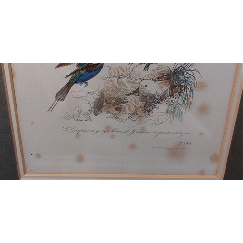 338 - Framed Scene with Hand Coloured French Birds