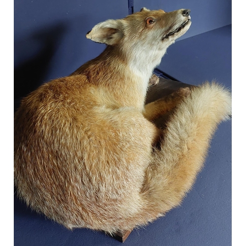 125 - Taxidermy Study of Fox