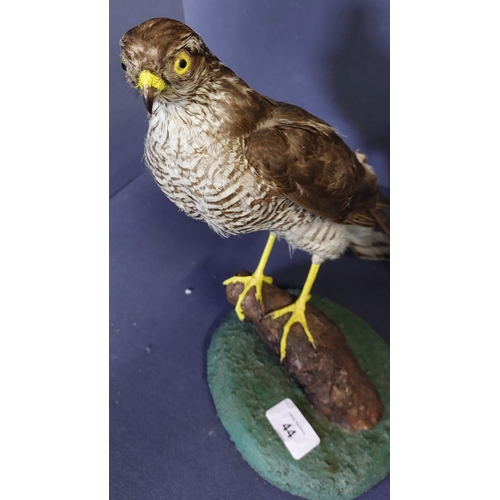 44 - Taxidermy Sparrow Hawk