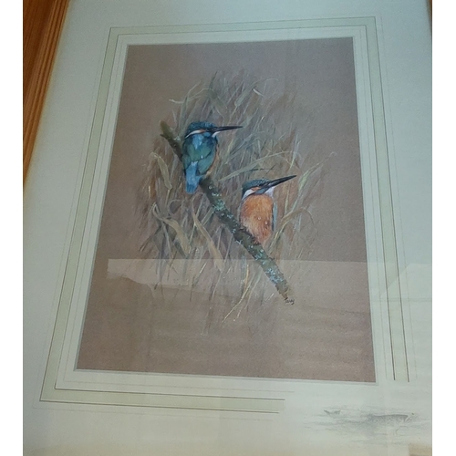 301 - Framed Print of Kingfishers