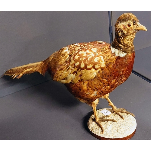 15 - Taxidermy Pheasant