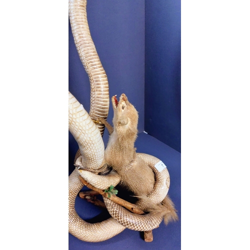 7 - Taxidermy Cobras with Prey