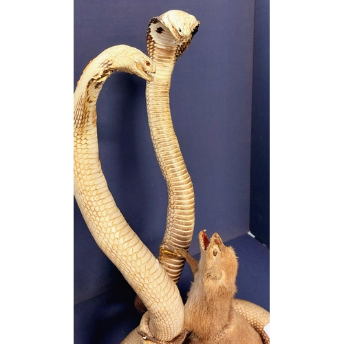 7 - Taxidermy Cobras with Prey