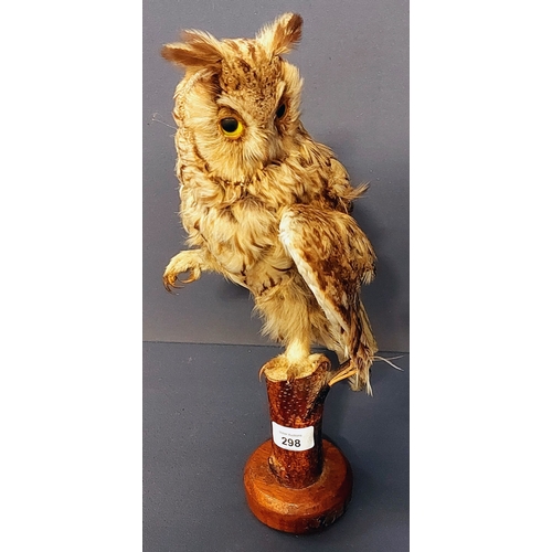 298 - Taxidermy Owl