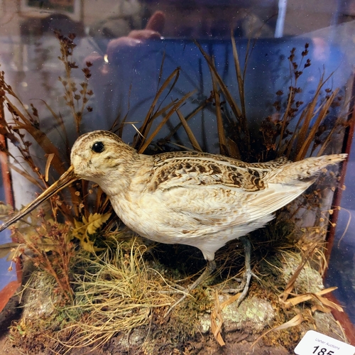 185 - Taxidermy Snipe in Case