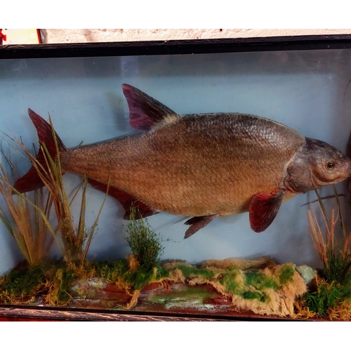 186 - Cased Taxidermy Bream