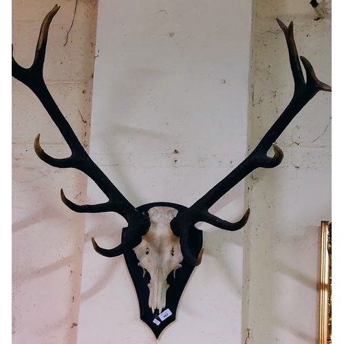 482 - Mounted Deer Antlers