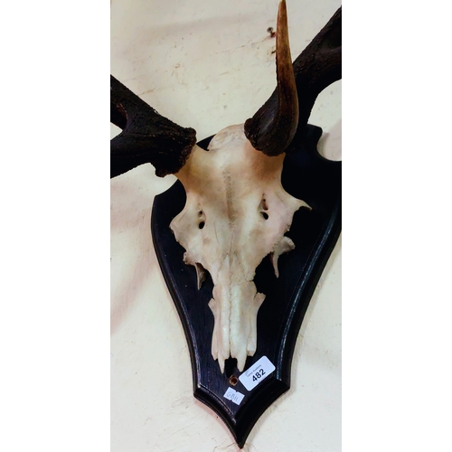 482 - Mounted Deer Antlers