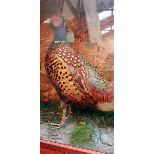 588 - Cased Taxidermy Pheasants - C. 89cm W x 51cm H