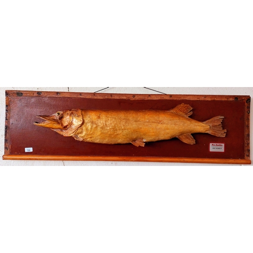 755 - Large Mounted Pike - C. 127cm W x 36cm H