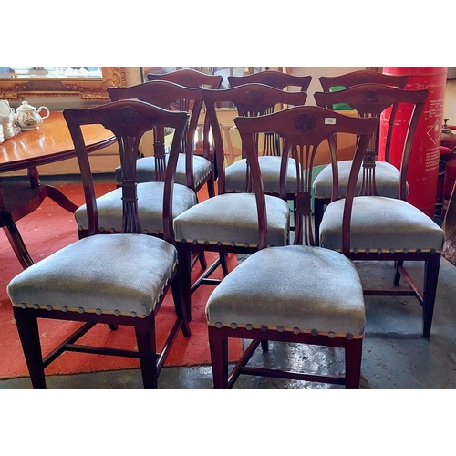 774 - Set of 8 Shell Back Chippendale Style Mahogany Dining Chairs with Upholstered Seats