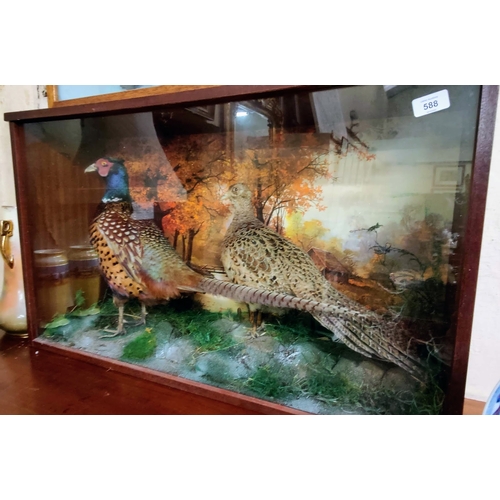 588 - Cased Taxidermy Pheasants - C. 89cm W x 51cm H