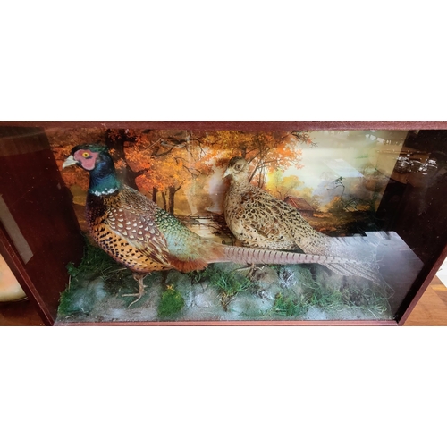 588 - Cased Taxidermy Pheasants - C. 89cm W x 51cm H