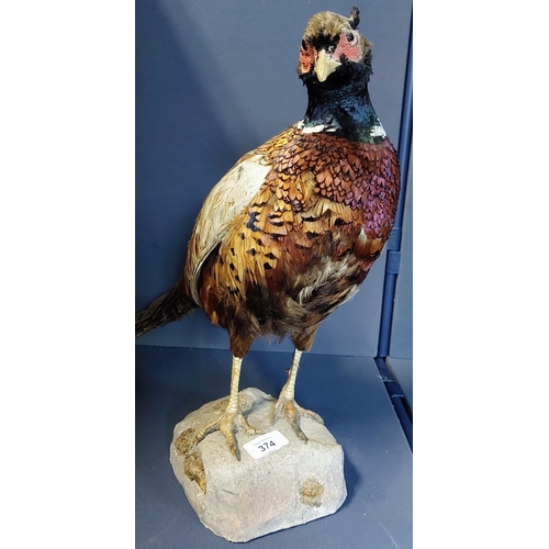 374 - Taxidermy Pheasant