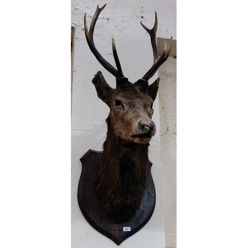 507 - Large Taxidermy Wall Mounted Stags Head