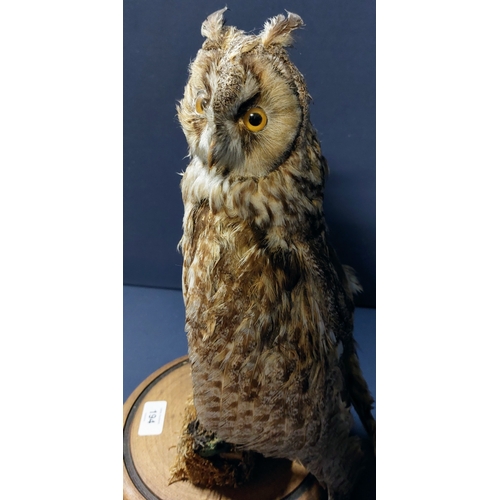 194 - Taxidermy Long Ear Owl - C. 38cm H