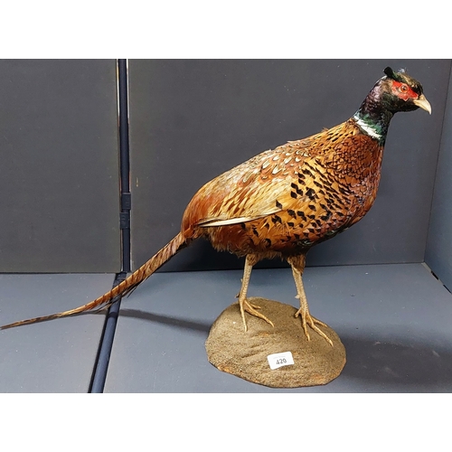 420 - Taxidermy Phesant