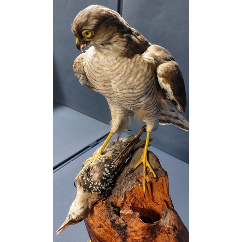 50 - Taxidermy Sparrowhawk & Prey