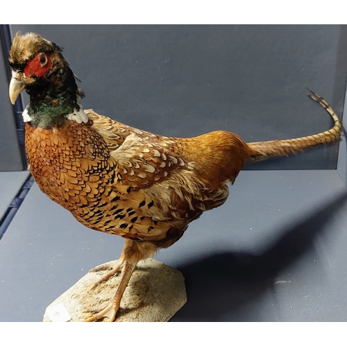 51 - Taxidermy Pheasant