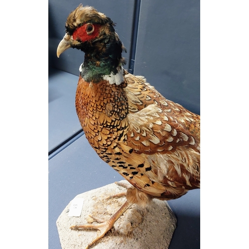 51 - Taxidermy Pheasant