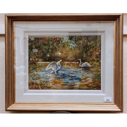 603 - Robert Harcus ASEA; Oil on Canvas; Preening Swans - C. 60cm W x 50cm H