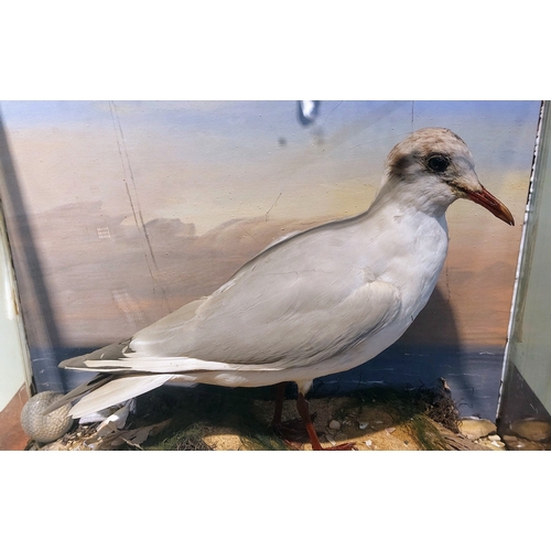 48 - Cased Taxidermy Gull - C. 41cm W x 38cm H