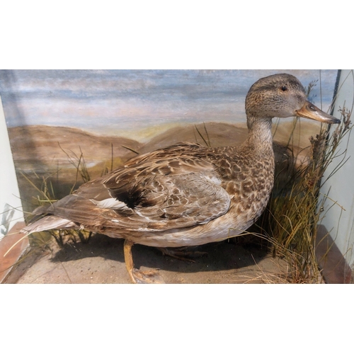 49 - Cased Taxidermy Hen Mallard - C. 42cm W x 38cm H