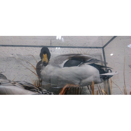 251 - Cased Taxidermy Ducks - C. 77cm W x 45cm D x 40cm H