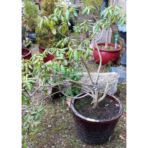 582 - Brown Glazed Planter with Rhododendron - C. 46cm W x 38cm H