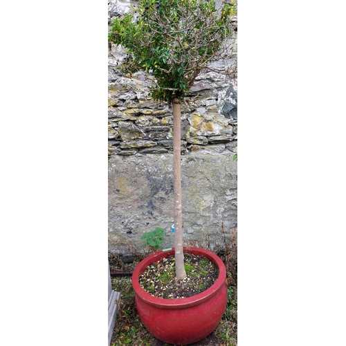 584 - Red Glazed Planter with Privet Standard - Pot C. 50cm W x 32cm H