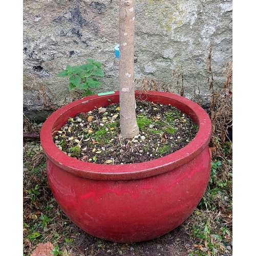 584 - Red Glazed Planter with Privet Standard - Pot C. 50cm W x 32cm H