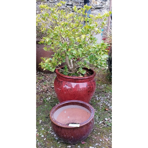 591 - 2 Red Glazed Pots - One Planted (38cm W) & Other 29cm W