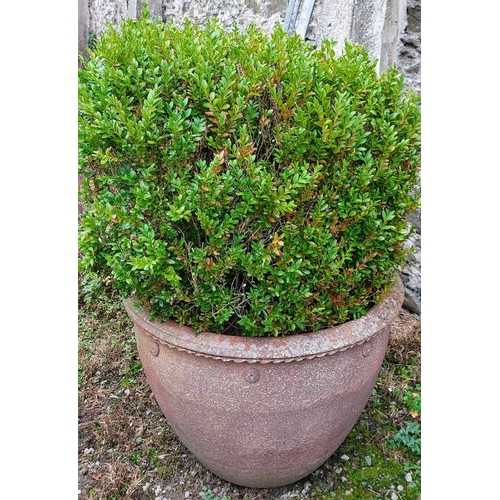 596 - Very Large Terracotta Stye Composite Stone Planter - C. 70cm W x 60cm H - Planted with Mature Box He... 