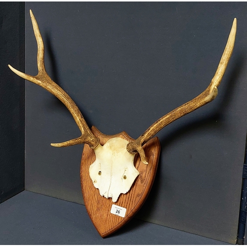 Lot 26        