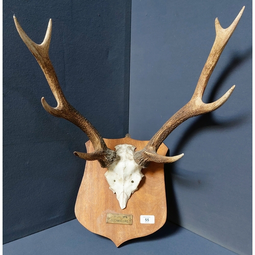 Lot 55        