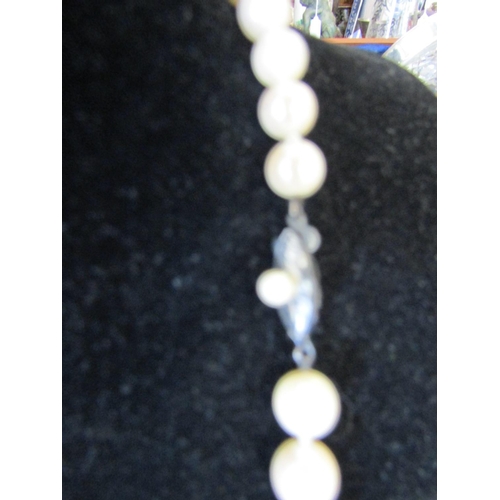 517 - Ladies Pearl Necklace of Good Hue and Colour with Seed Pearl Decorated Silver Clasp