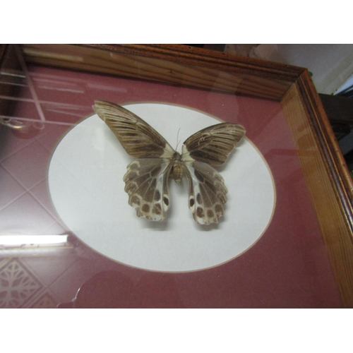 1186 - Four Framed Butterflies Largest Frame Approximately 14 Inches High x 7 Inches Wide