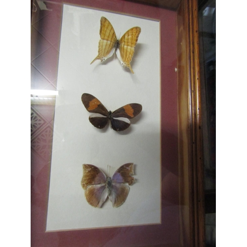 1186 - Four Framed Butterflies Largest Frame Approximately 14 Inches High x 7 Inches Wide