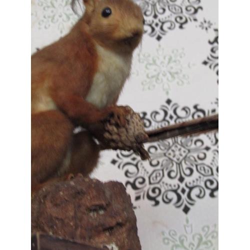 1624 - Stuffed Squirrel Approximately 8 Inches High