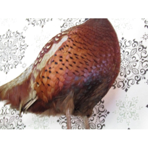 1625 - Stuffed Pheasant Approximately 15 Inches High